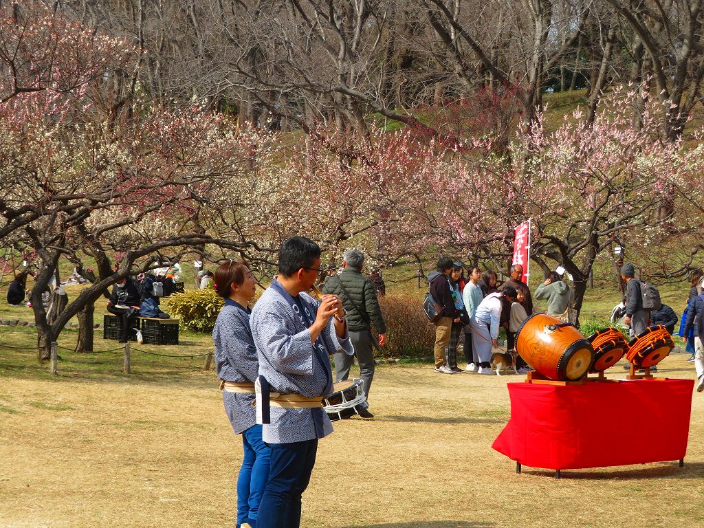 岸根森林公園の梅祭り開催中