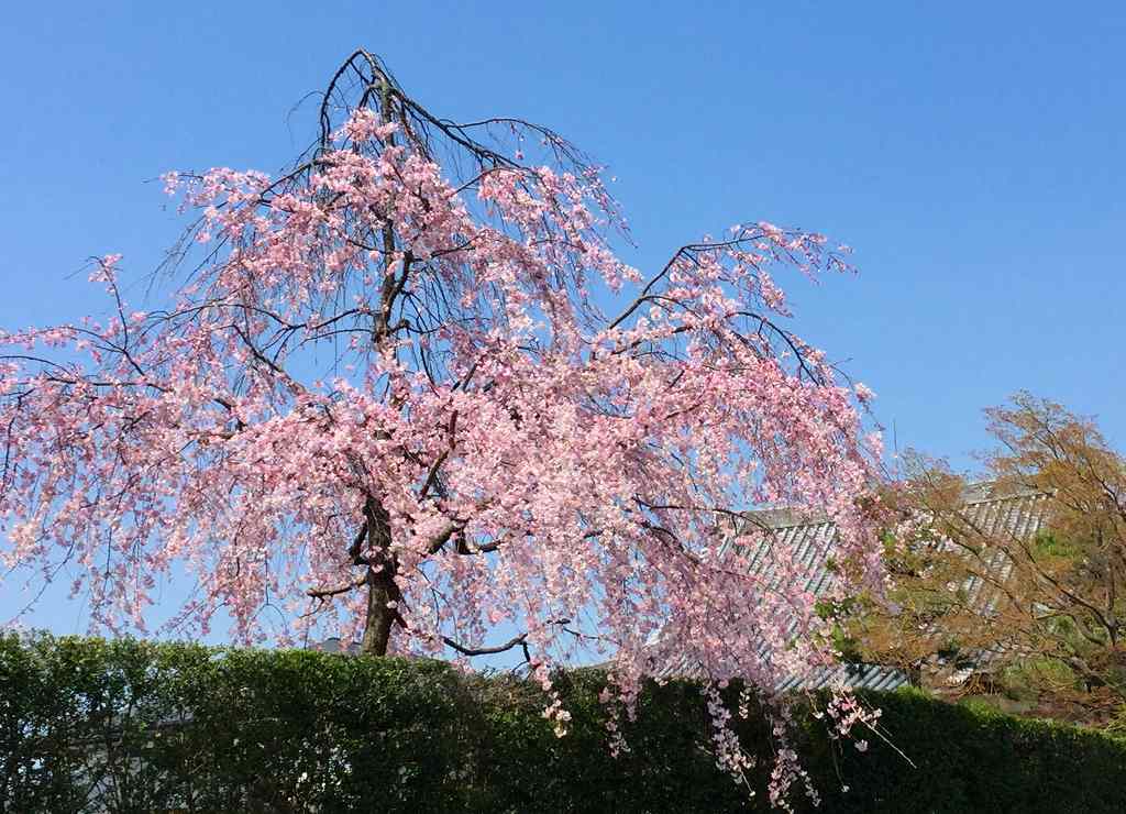 盛園寺のしだれ桜