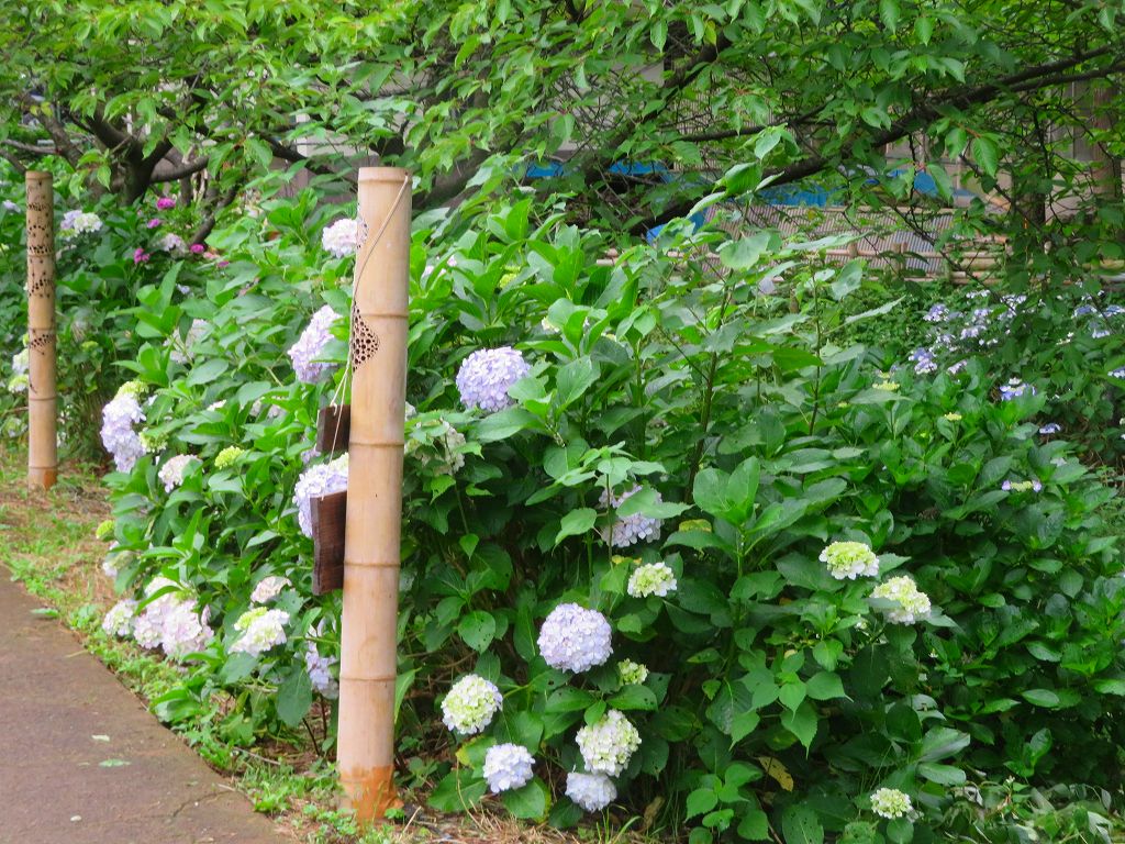 紫陽花ロード