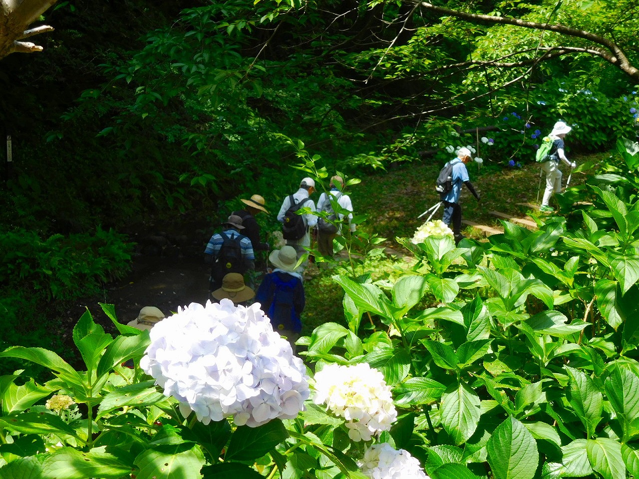 紫陽花の向こう側　階段を上がってます