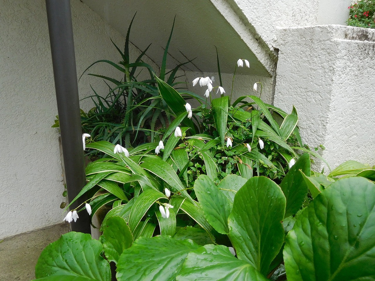 白花シランがさいてます