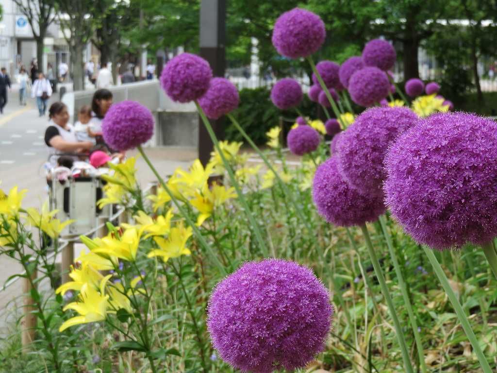 港北東急デパート横の花壇 l　立派なギガンジウムですね