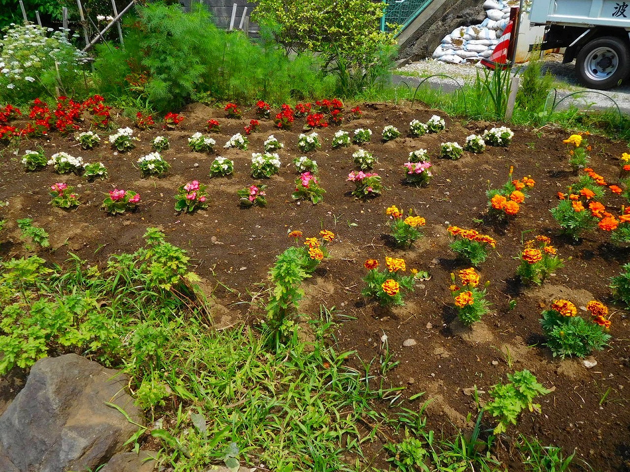 ここの花壇は何時も綺麗に手入れされています