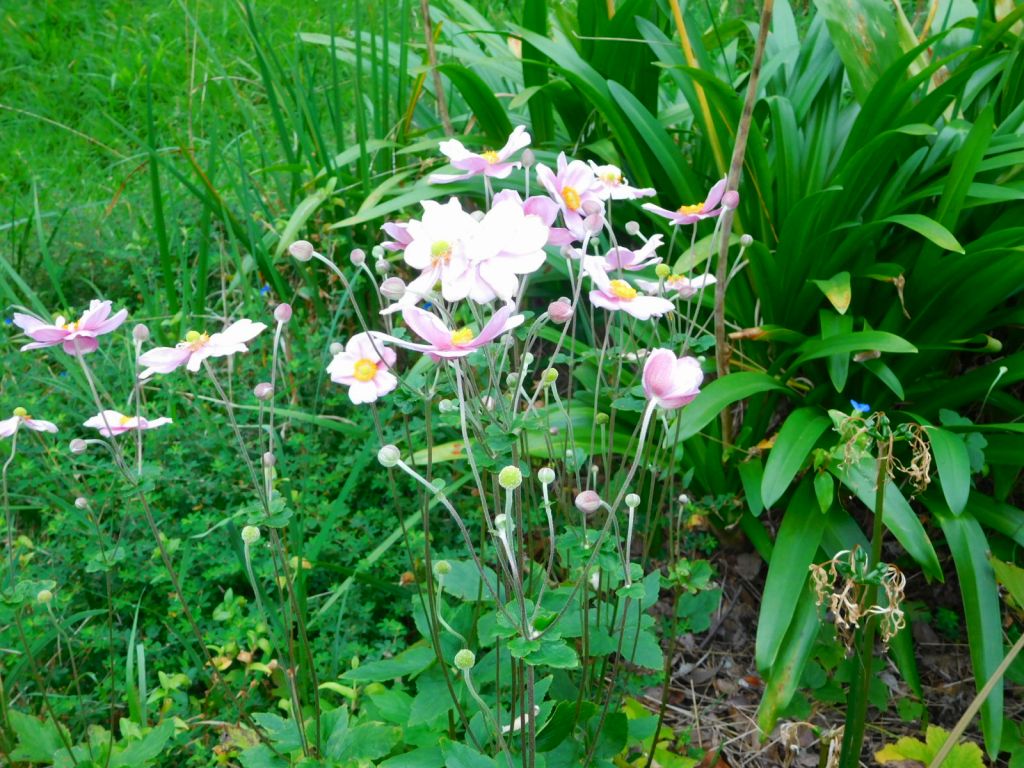 小黒公園には秋明菊が咲いてました