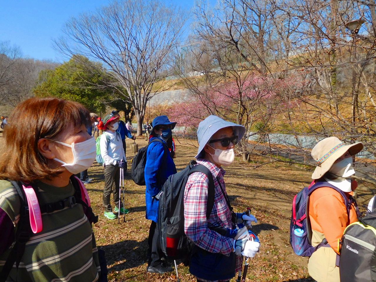 本日の目玉　北八朔公園の河津桜　残念4分咲のようです