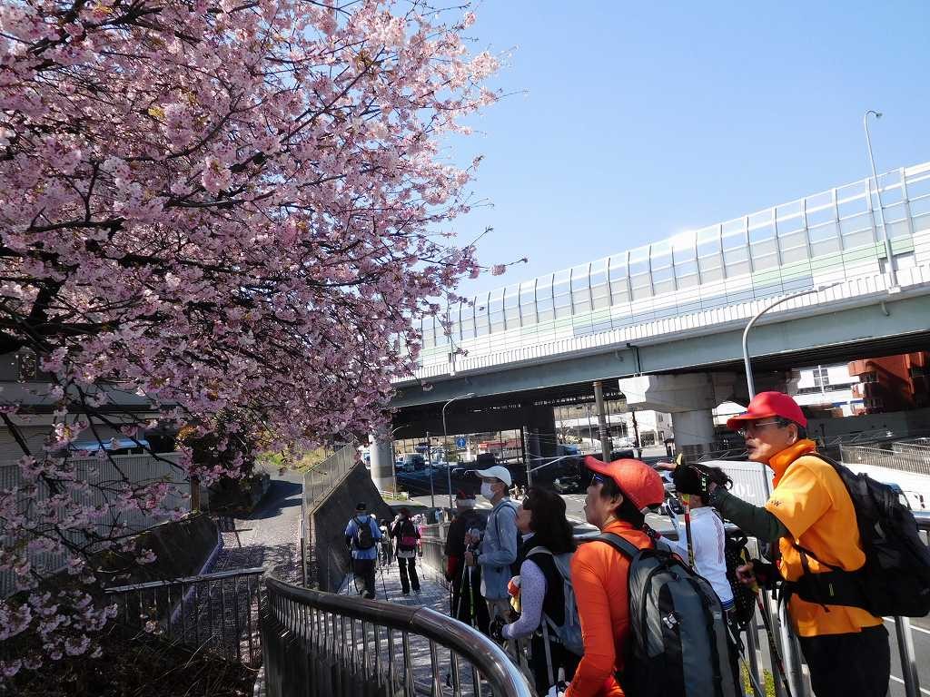 江田駅前の有名な桜は鵯が何羽も桜の蜜を吸い囀っていました