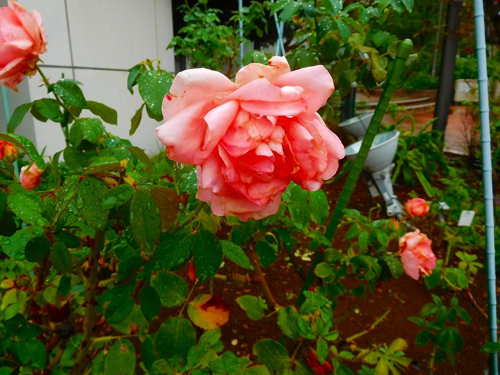 薔薇の花も・・・