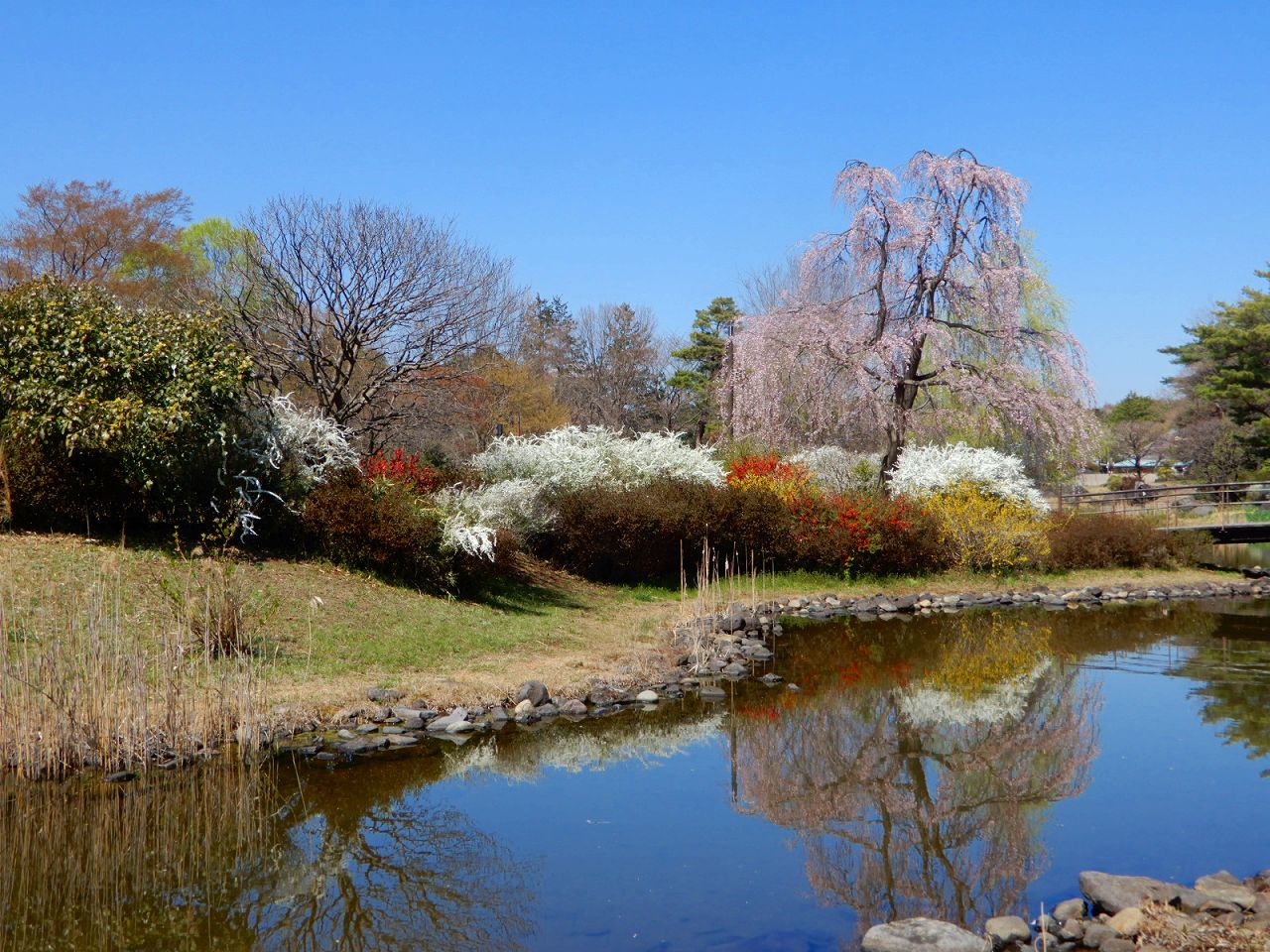 「枝垂れ桜」