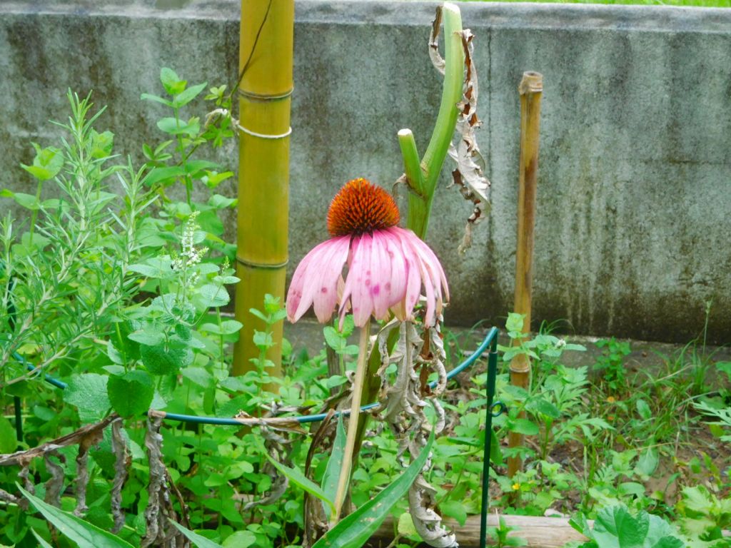 エキナセアの花も盛り過ぎて哀れ!!