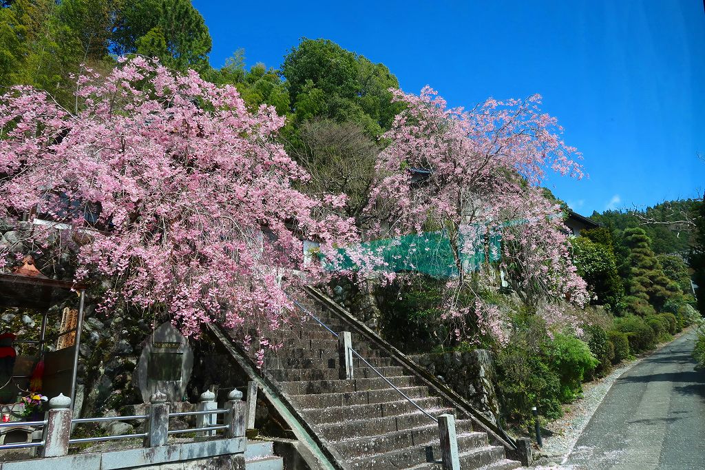 妙了寺の桜