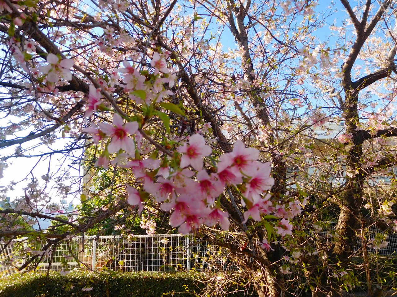 藤が丘地区センターでは「ヒマラヤ桜」が咲いてました