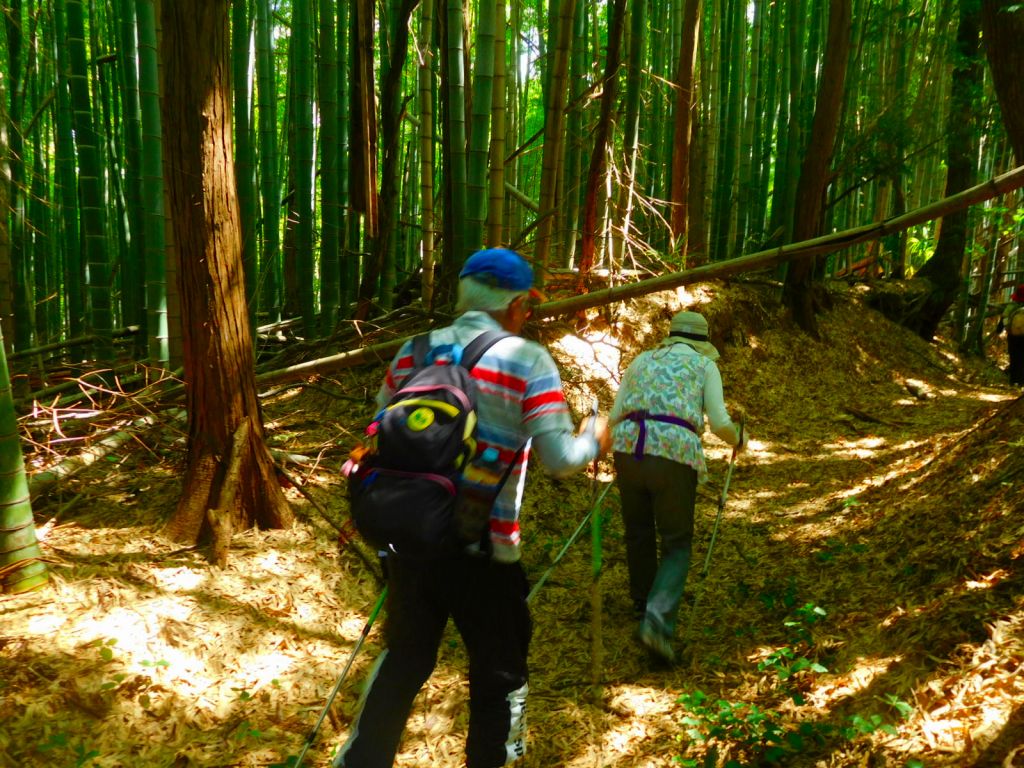 竹の自然倒木？　して道路を塞いでます