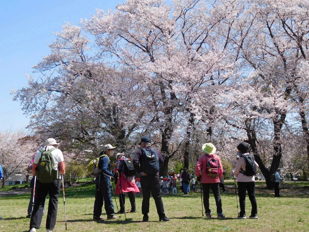 幼稚園園児も花見に来ています