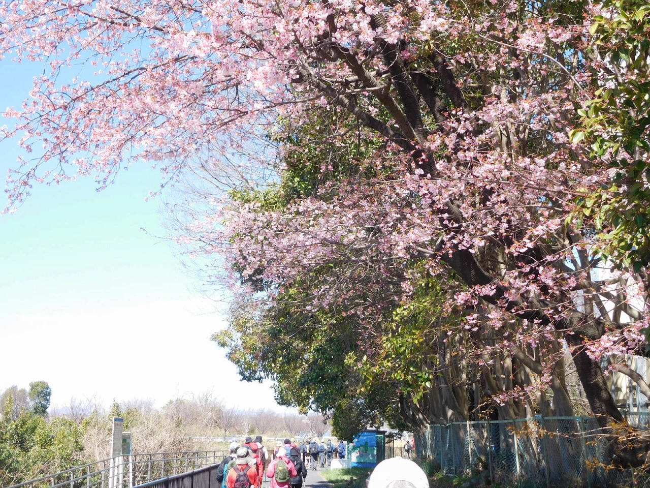 市ヶ尾高校はずれの桜？