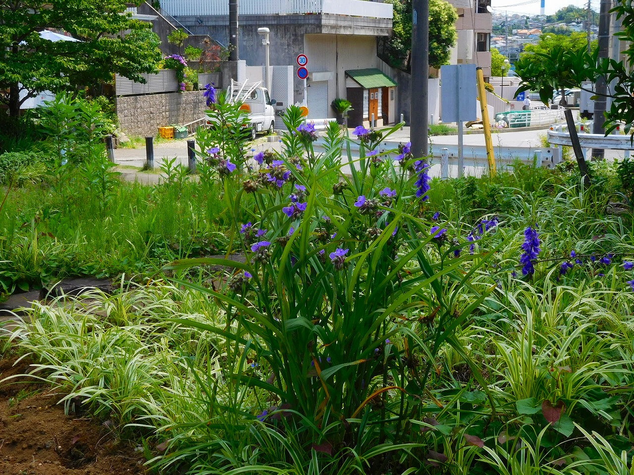 紫露草のようですね