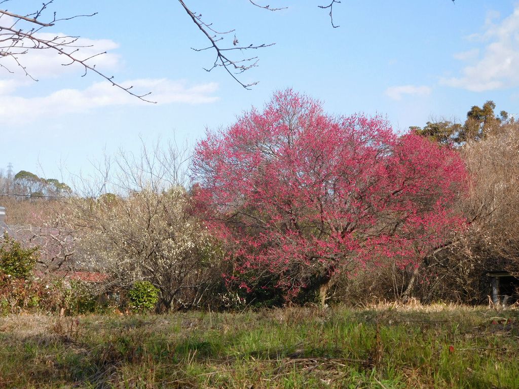 吾妻山公園の満開となった梅