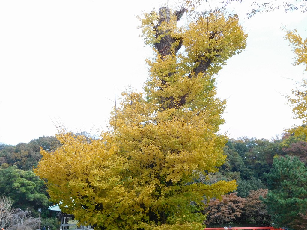 阿字ガ池の周りの銀杏の木は樹齢800年といわれ横浜市の名木古木に指定