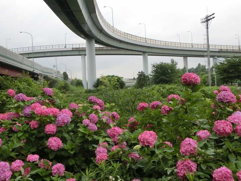 鶴見川には紫陽花が満開!!　良い景色ですね