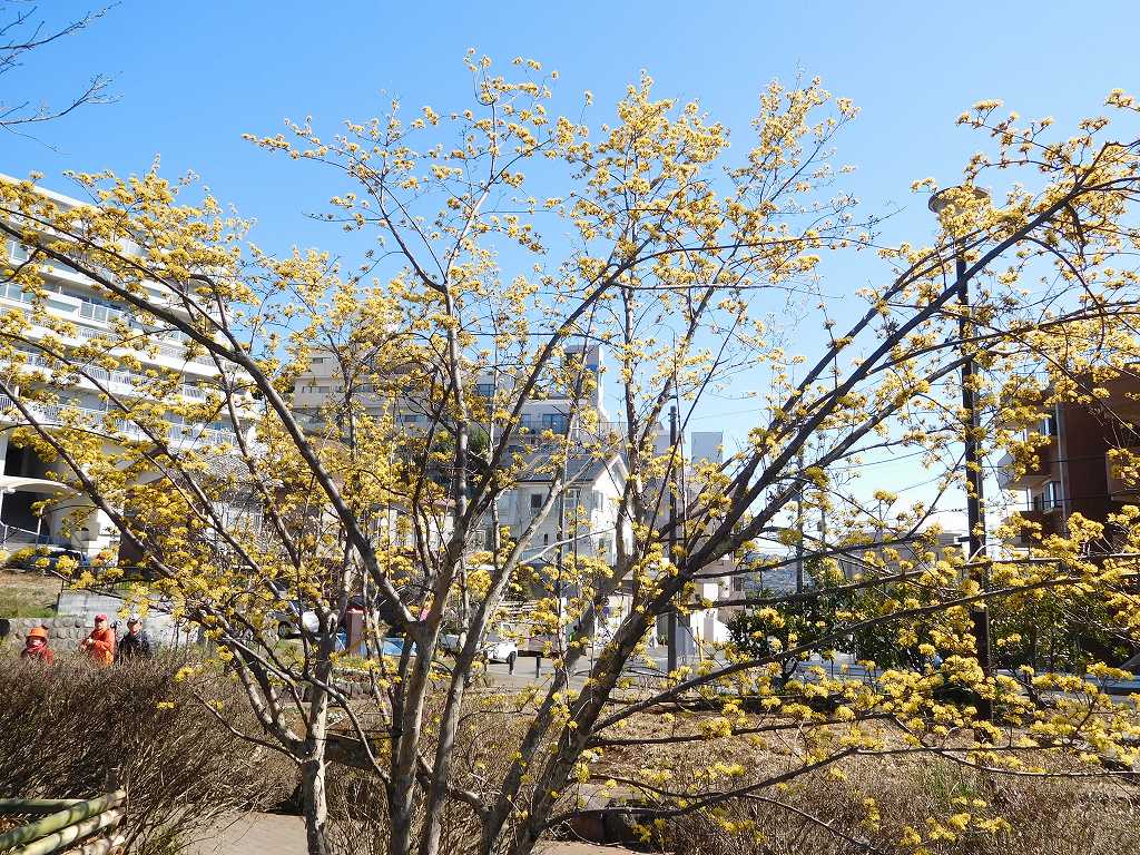 北八朔公園の山茱萸