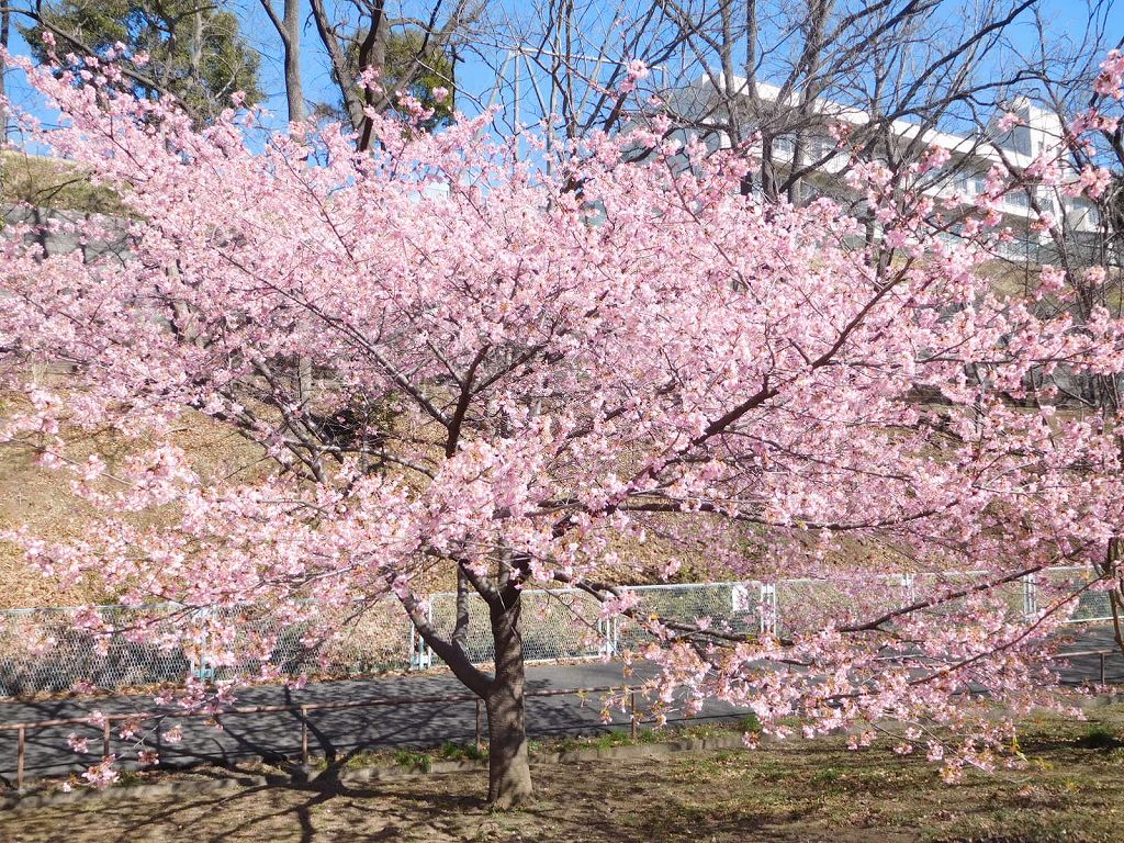 河津桜満開