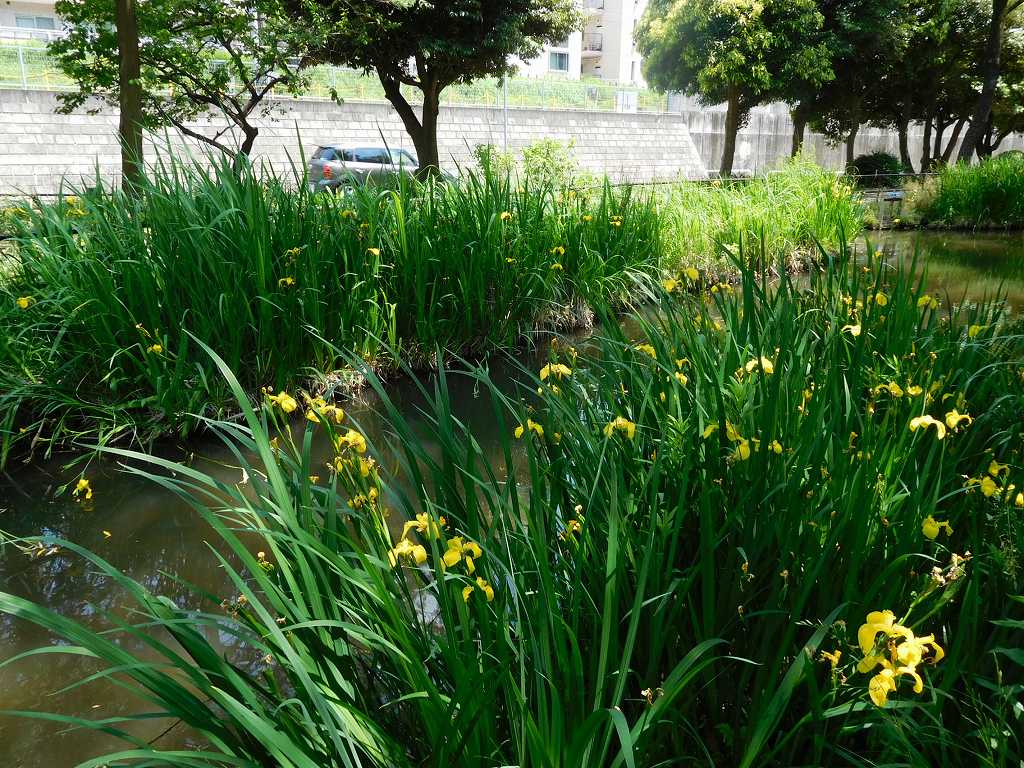 公園内には黄菖蒲が咲いていましたが既に満開は過ぎたようです