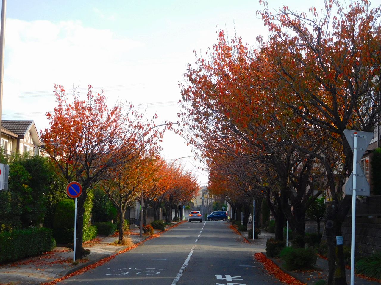 桜並木の紅葉