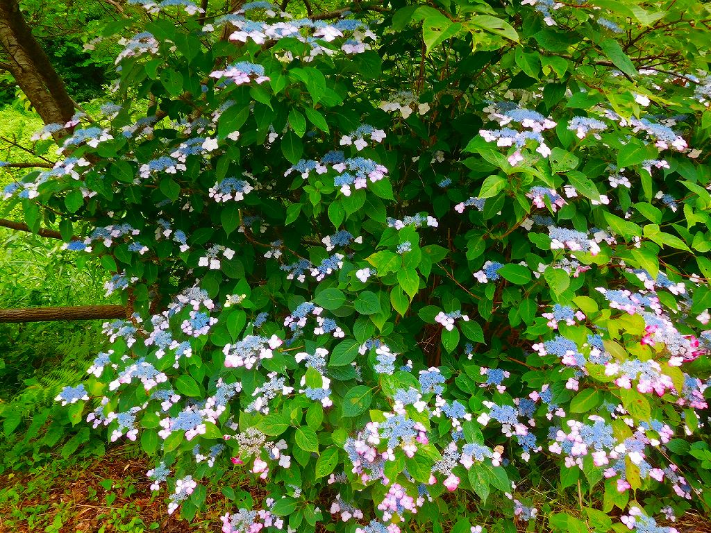 額紫陽花