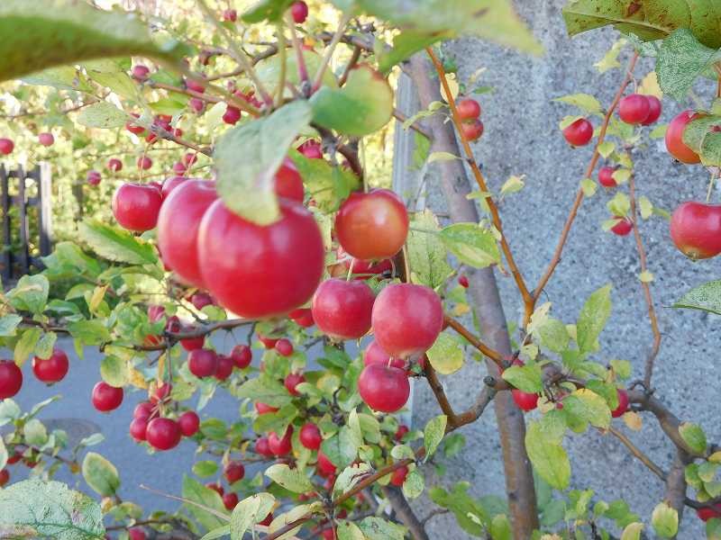 道沿いには林檎の実が一杯　食べるにはもう少し熟れないと・・・・