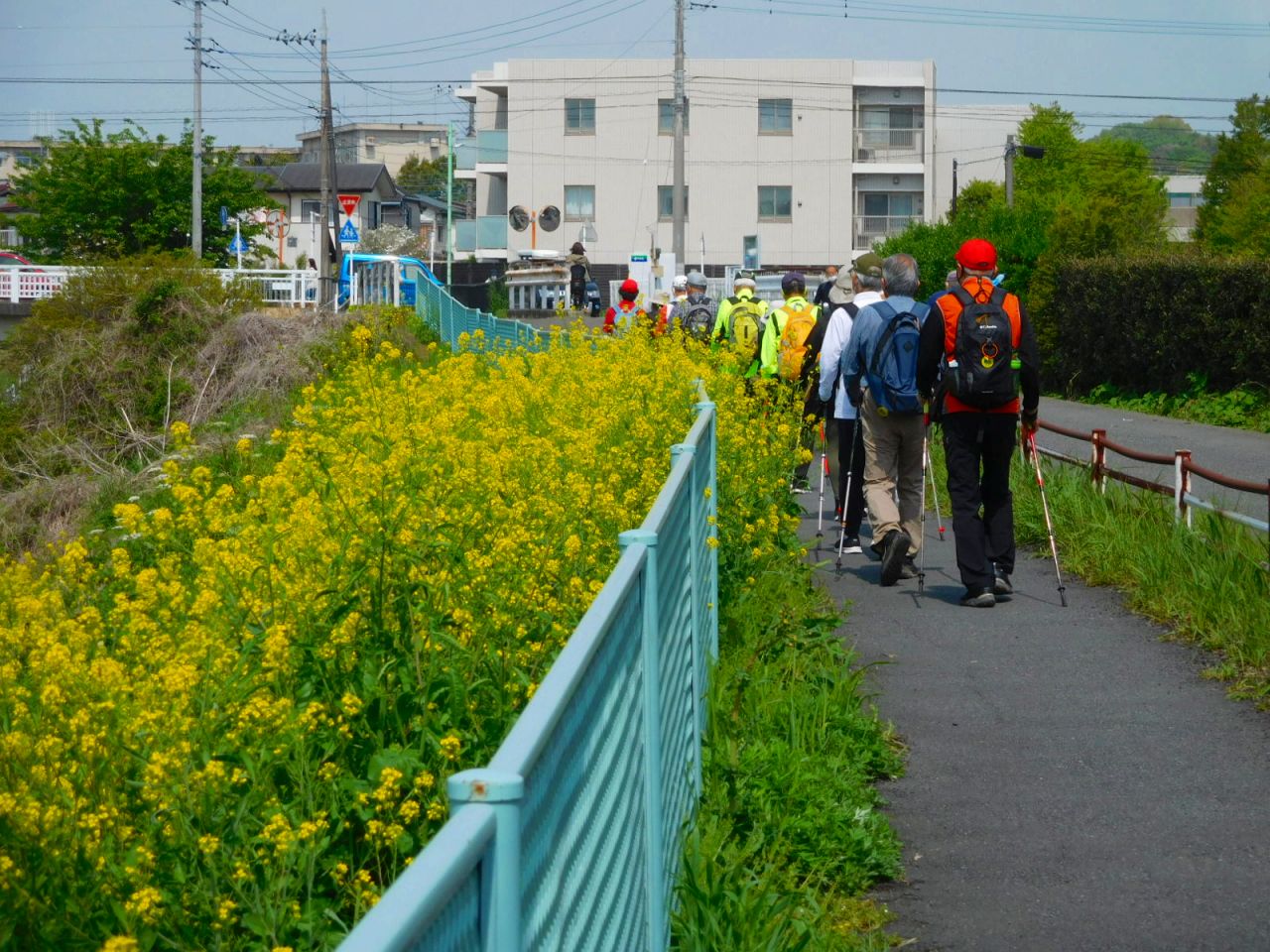 鶴見川沿い　花を横目に整然と歩行