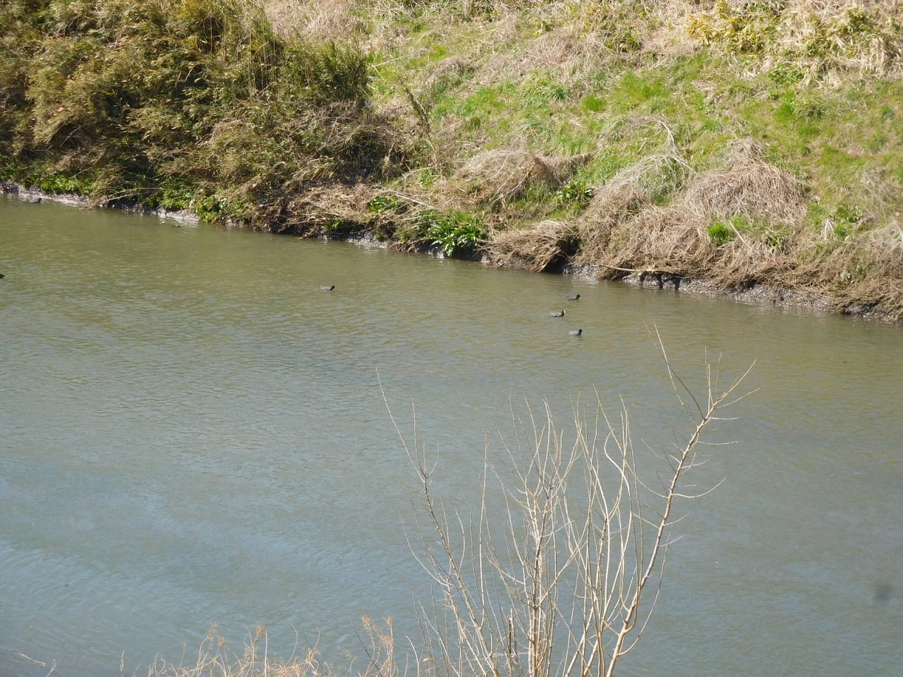 鶴見川には亀が多いがバンも多い