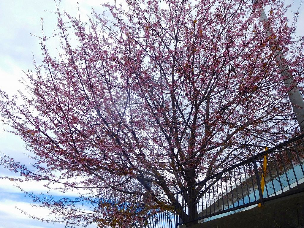 鶴見川沿いの桜