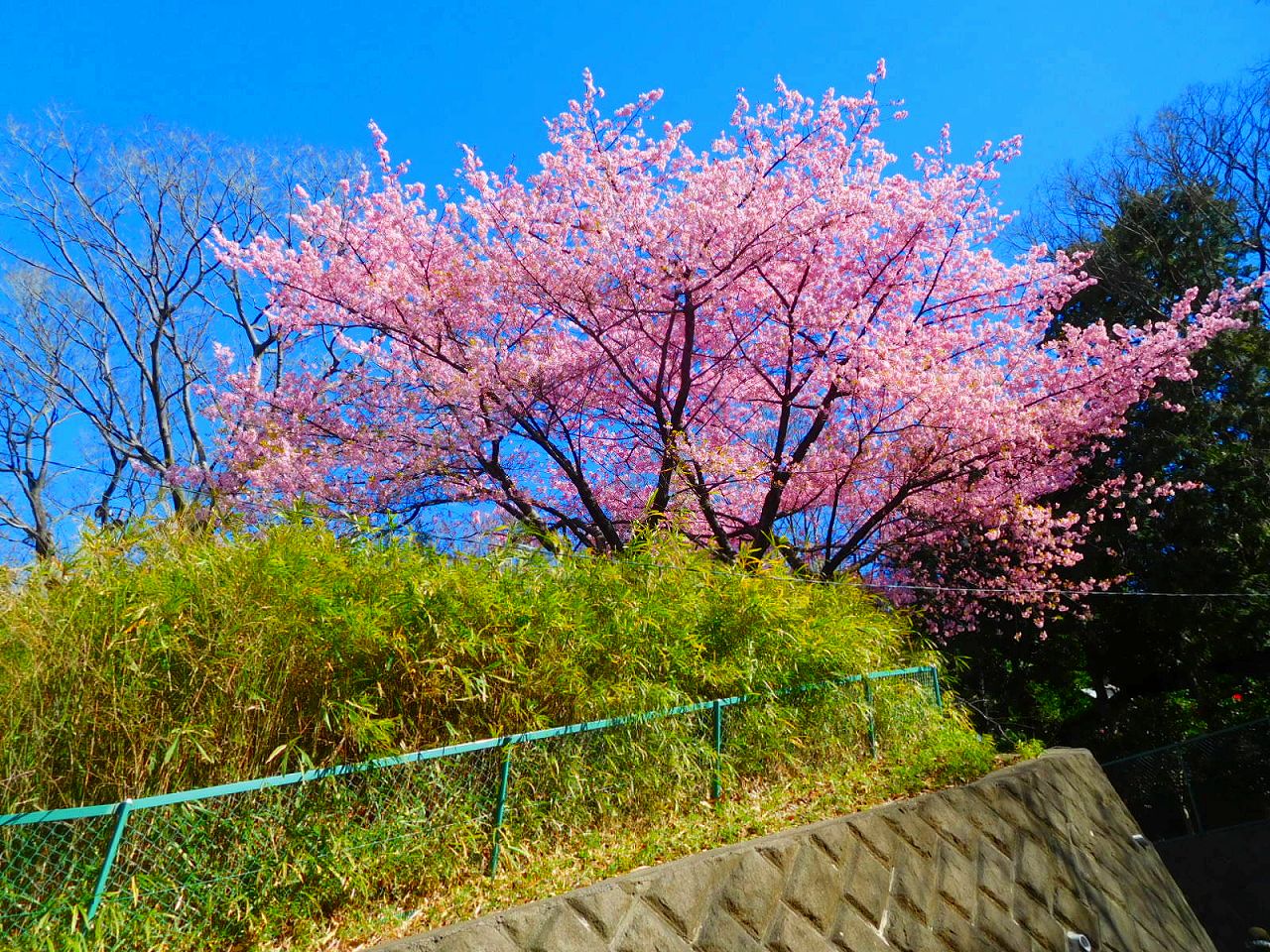 夢見ガ崎動物公園の河津桜が見えてきました