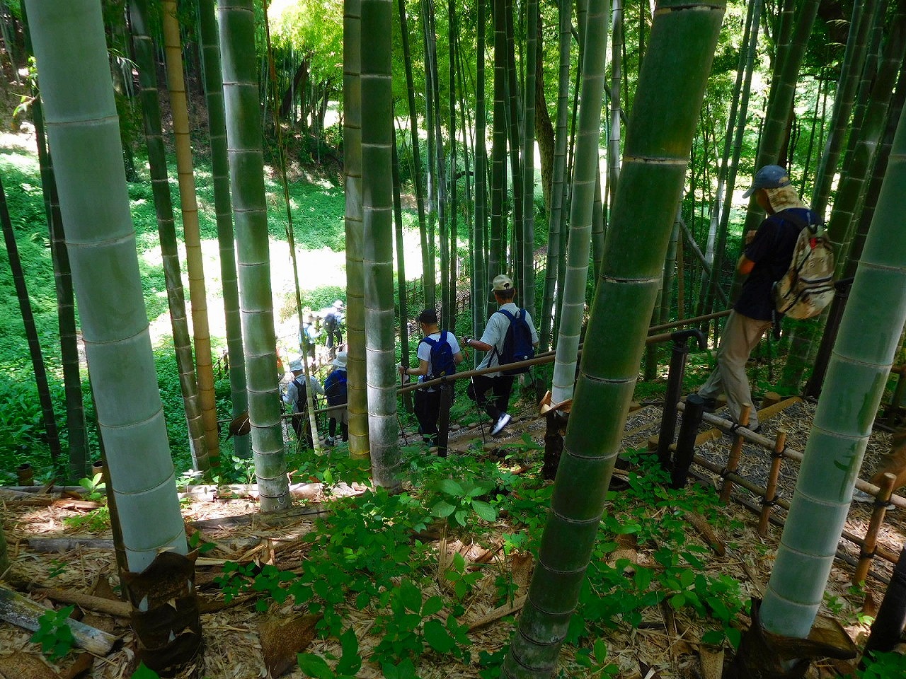 竹林の階段を下ります