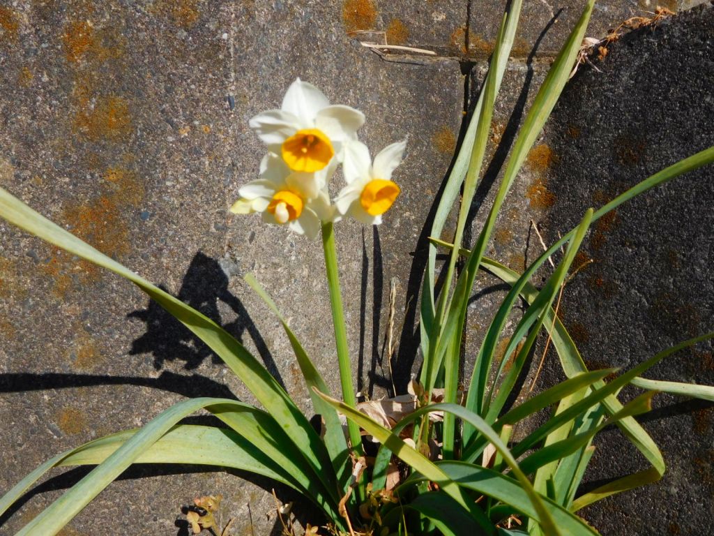 もしや水仙の花ですかね