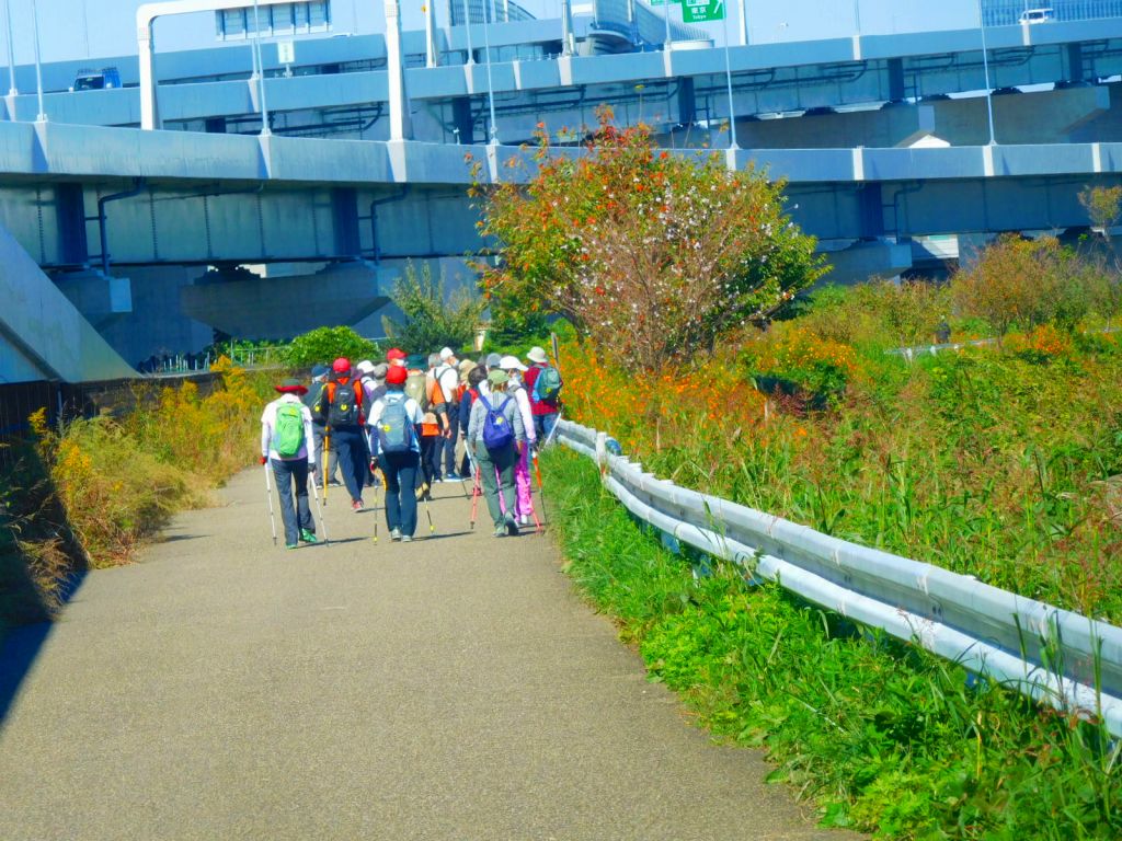 黄花コスモス・桜も咲いてます