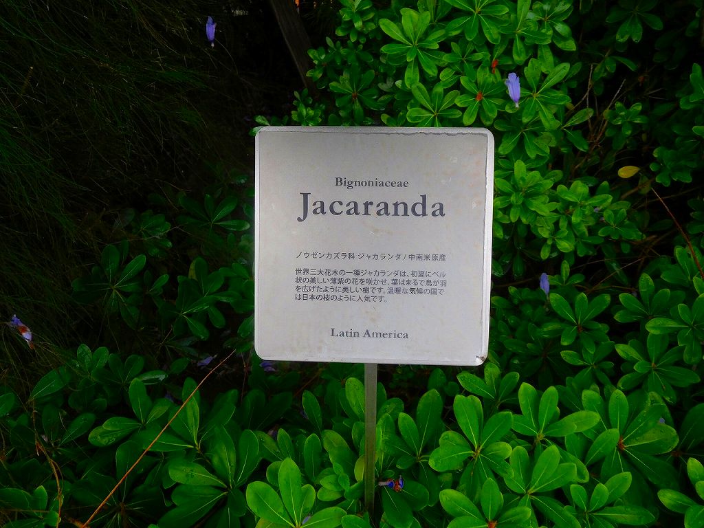 ジャカランダ標識　花言葉は「栄光・名誉」