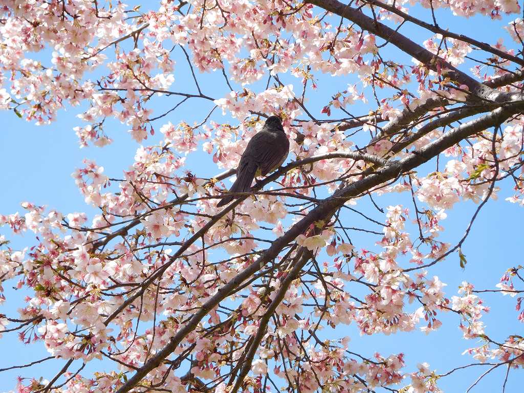 桜の蜜に寄ってきた鵯