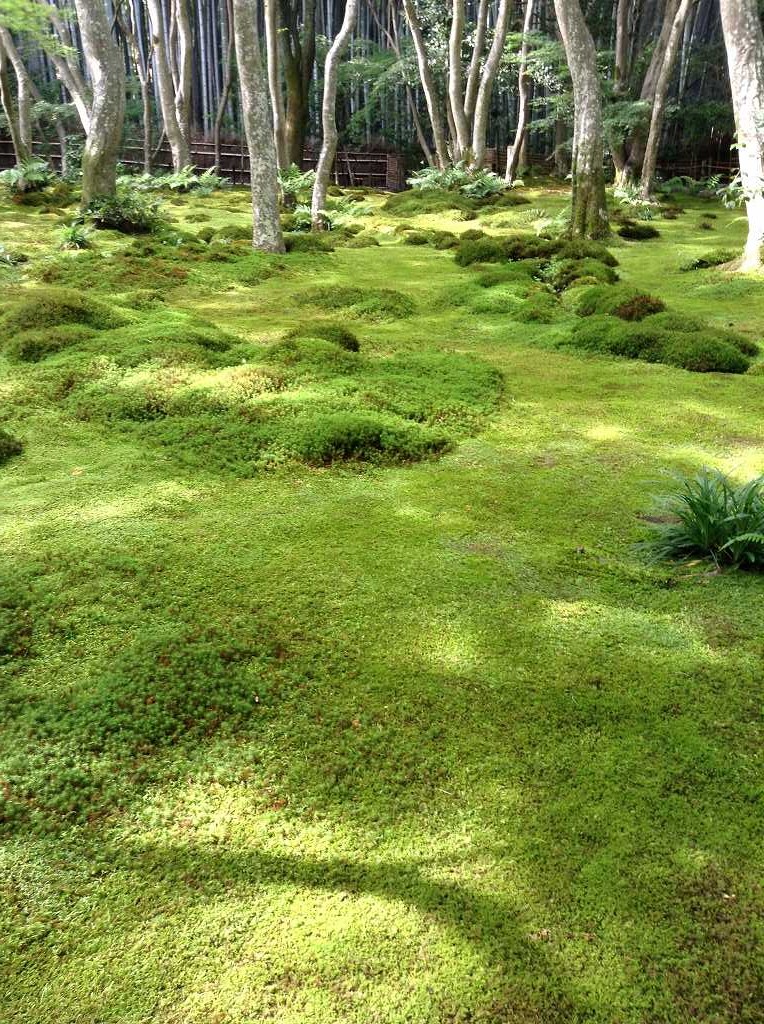 嵯峨野　祇王寺の苔庭　東山画伯はこの庭から着想し「行く春」を描いた