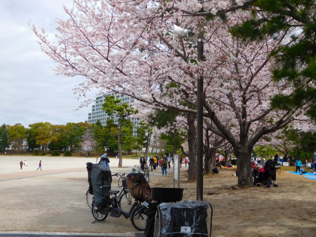 海浜公園の桜の下をNW