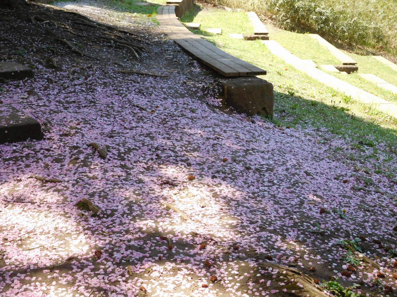 中央公園の花絨毯