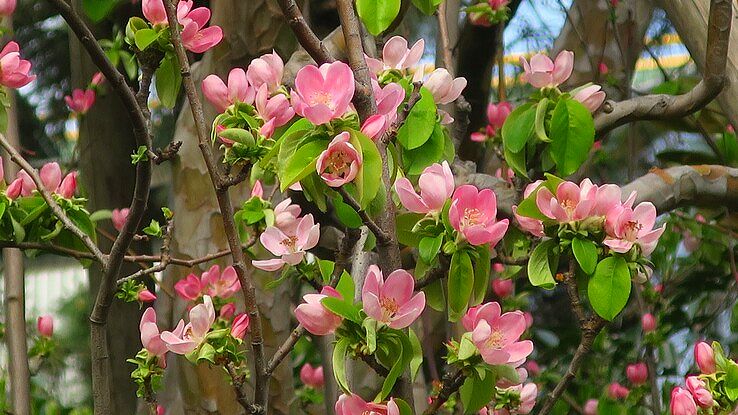 カリンの花です、綺麗でしょ？(ダジャレ)