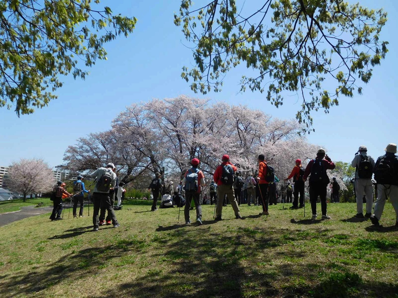 中川八幡公園の満開の桜を楽しむ