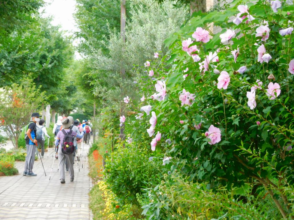 ムクゲの花は今から盛りです