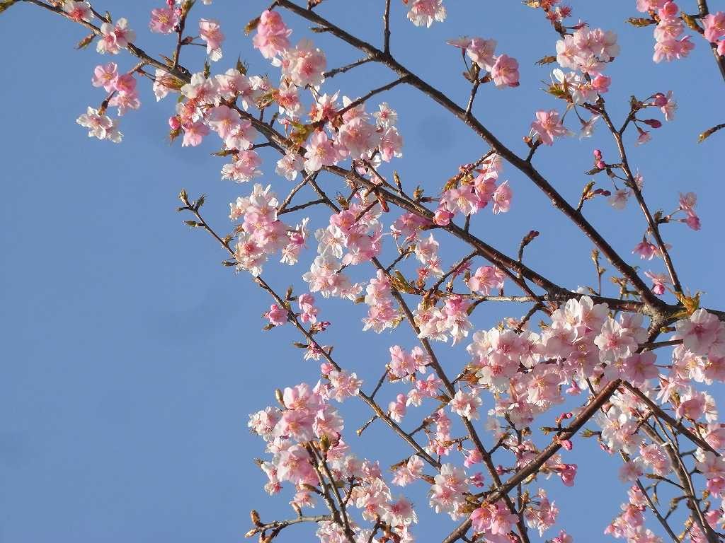 地蔵堂の桜が綺麗でした