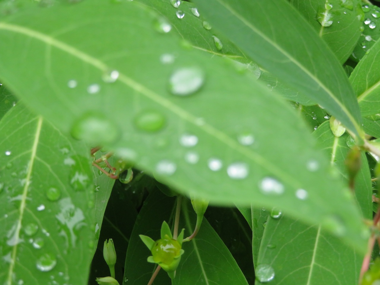 夜半の雨が残っていた