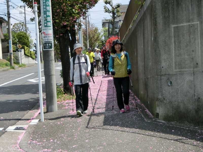 この通りは既に八重桜が散っているがピンクの絨毯状態です