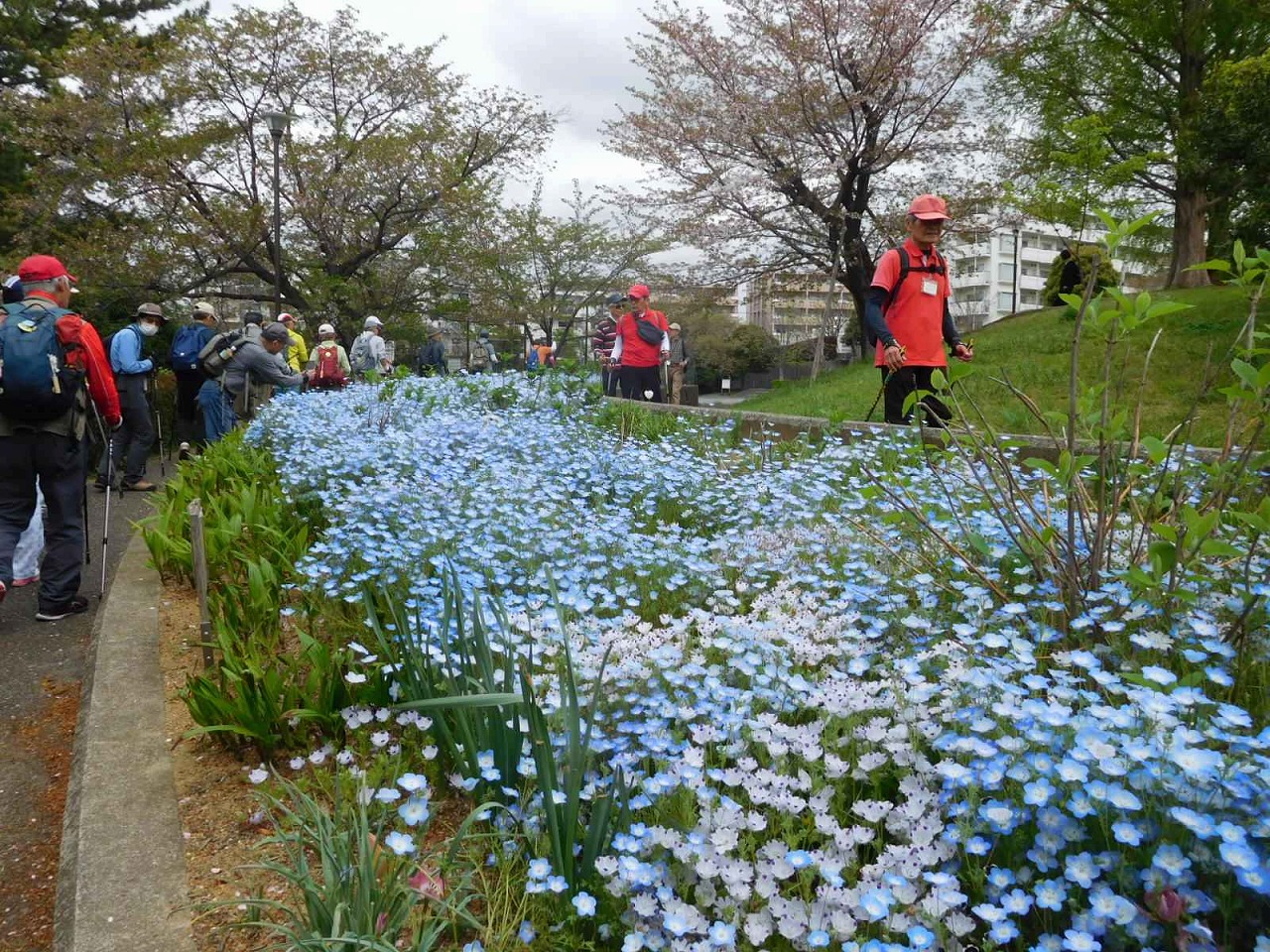 すすきの公園の花壇　優しいブルー一色のネモフィラ