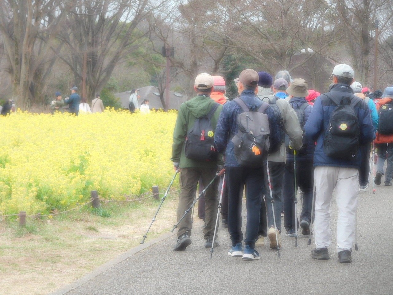 みんなの原っぱ西花畑に咲く寒咲菜の花