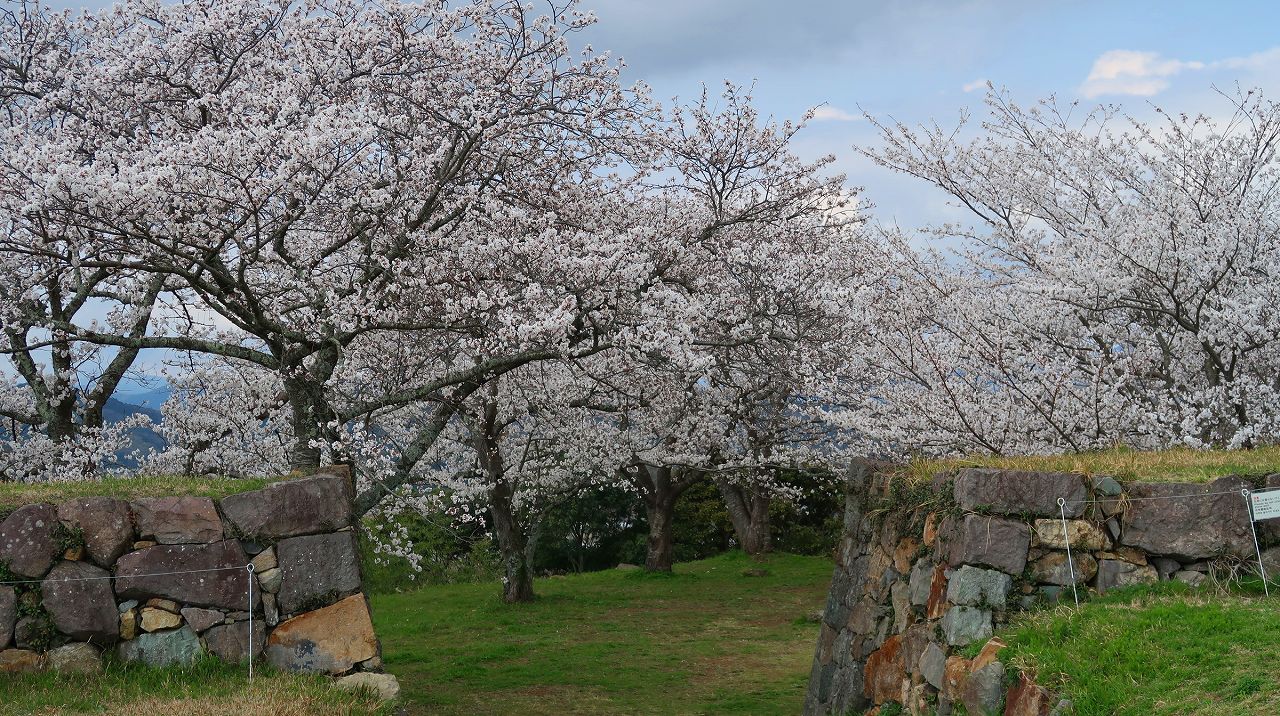 鳥取米子城の桜