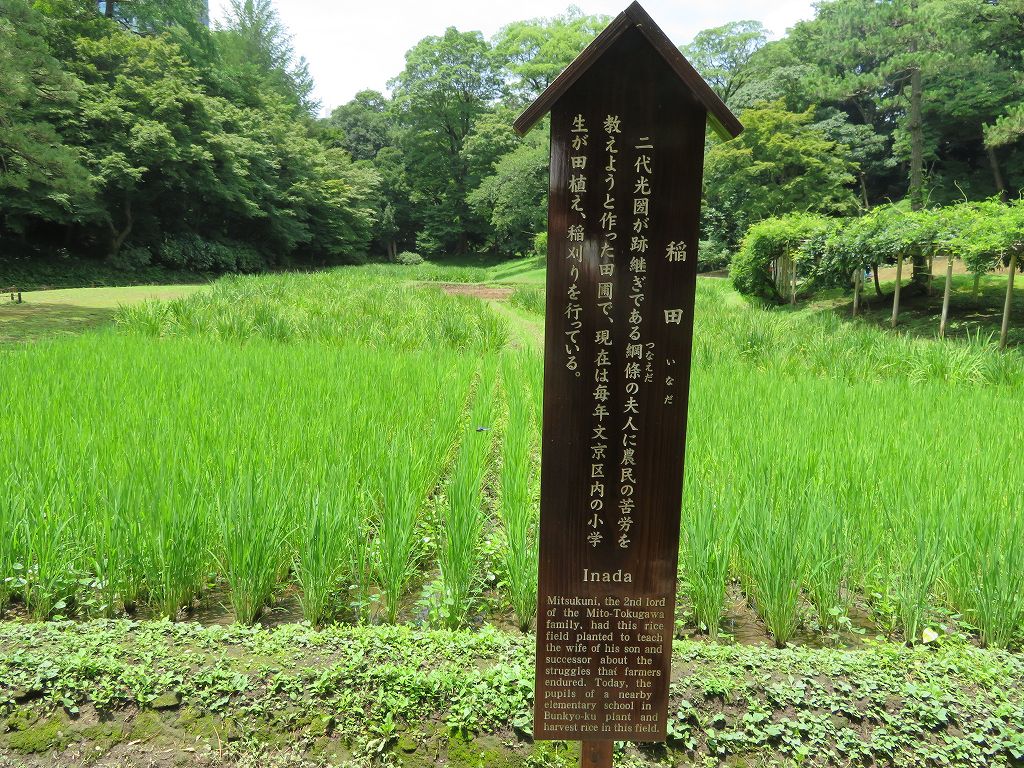 庭園の中に稲田が有るのは後楽園だけらしい